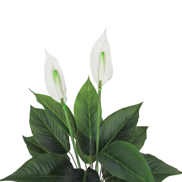 spider plant price Variegated Spider Plant - 6 Inch Pot