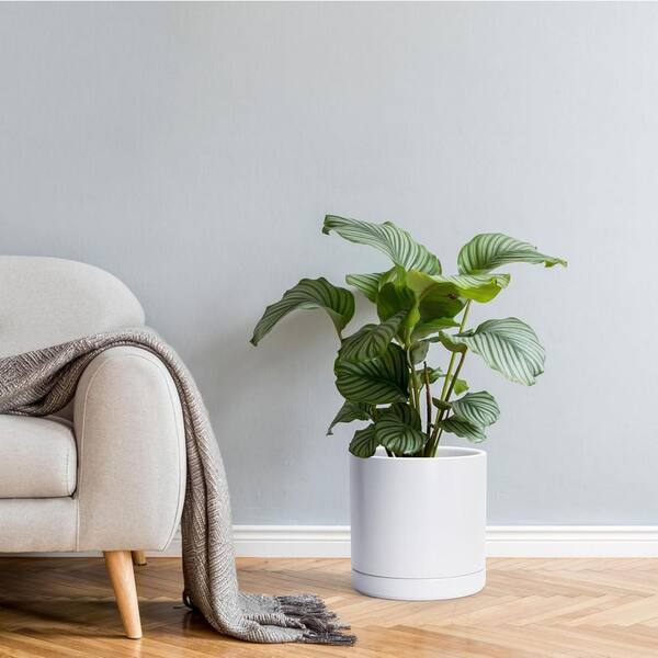 spider plant hanger DIY Macrame Plant Hanger Kit: Medium