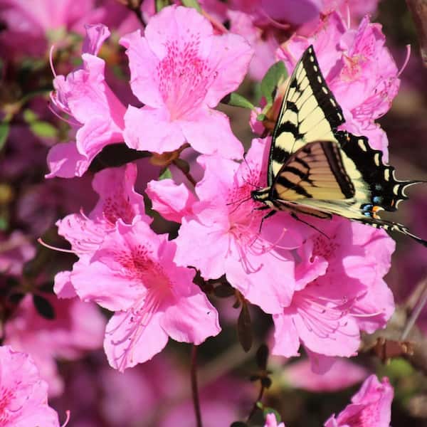 1 Gal. Herbert Azalea Shrub with Large Vibrant Magenta Blooms and Green Foliage
