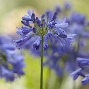 1 Gal. Agapanthus Ever Amethyst Plant