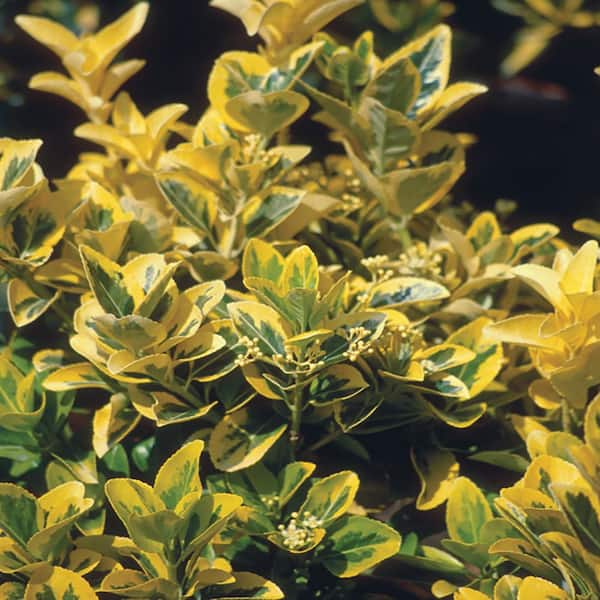 2.5 Qt. Aureomarginatus Japanese Euonymus Shrub