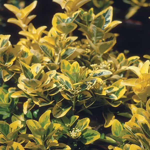 ALTMAN PLANTS 2.5 qt. Euonymus Shrub