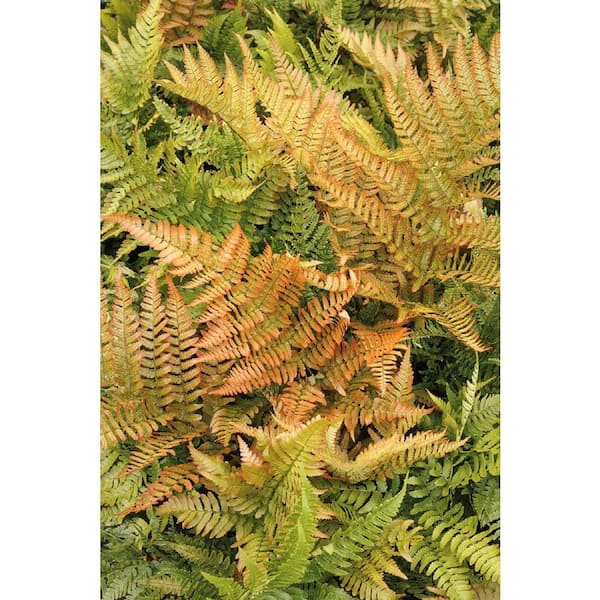 1 Gal. Brilliance Autumn Fern (Dryopteris Erythrosora) Live Shade Perennial Plant with Copper Red Foliage