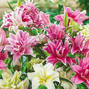 Roselily Mixed Bulbs (5-Pack)