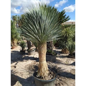 Silver Yucca - Starter Plant in a 4 Inch Growers Pot - Yucca Rostrata - Extremely Rare Outdoor Ornamental Evergreen Tree