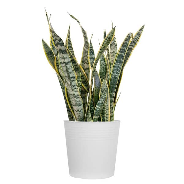 United Nursery Live Snake Plant Sansevieria Laurentii in 10 inch White ...