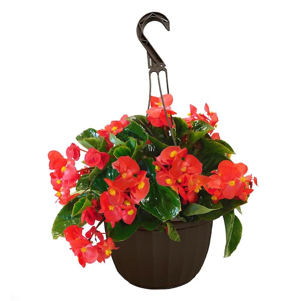 Unbranded 11 in. Big Begonia with Red Flowers Hanging Basket Plant