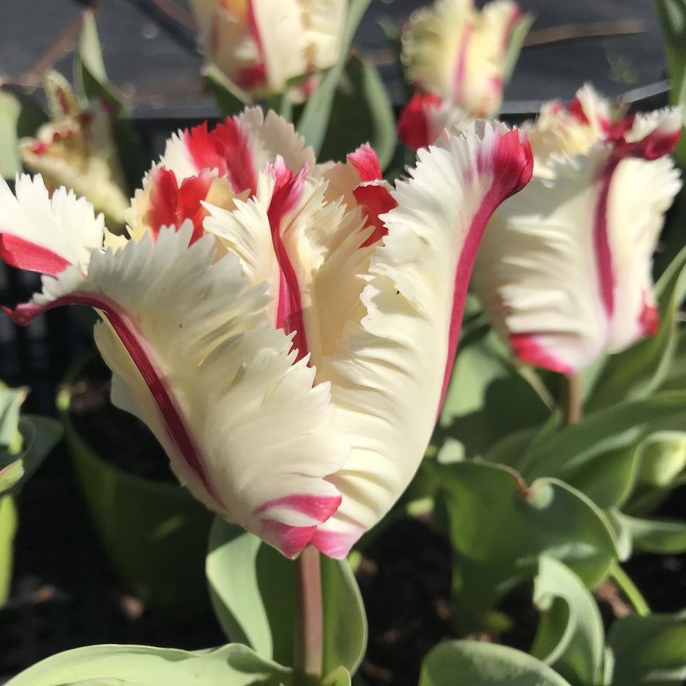 Estella Rijnveld Tulip Plant Bulbs (20-Pack)