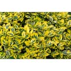 1 Gal. Goldentipped Wintercreeper Euonymus Shrub Evergreen, Emerald Leaves Trimmed with Gold Edges