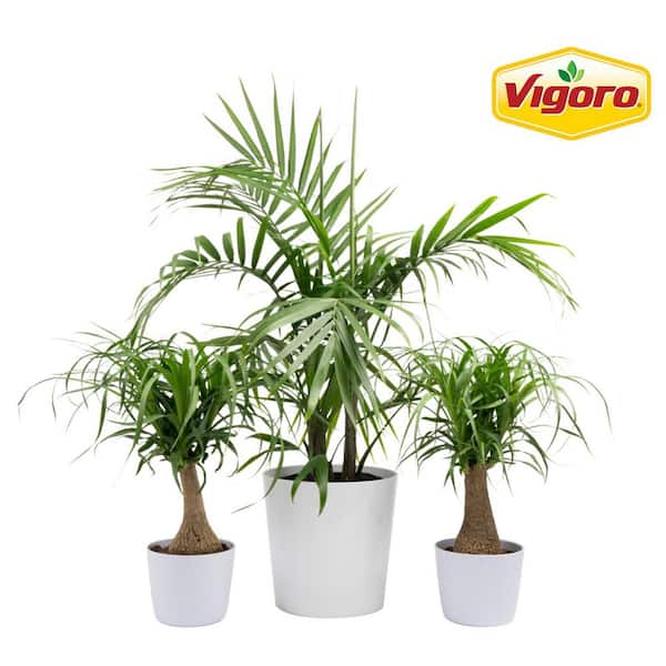 Vigoro 10 in. Majesty Palm and (2) 6 in. Ponytail Palm Plant in White Decor Planter, (3 Pack)