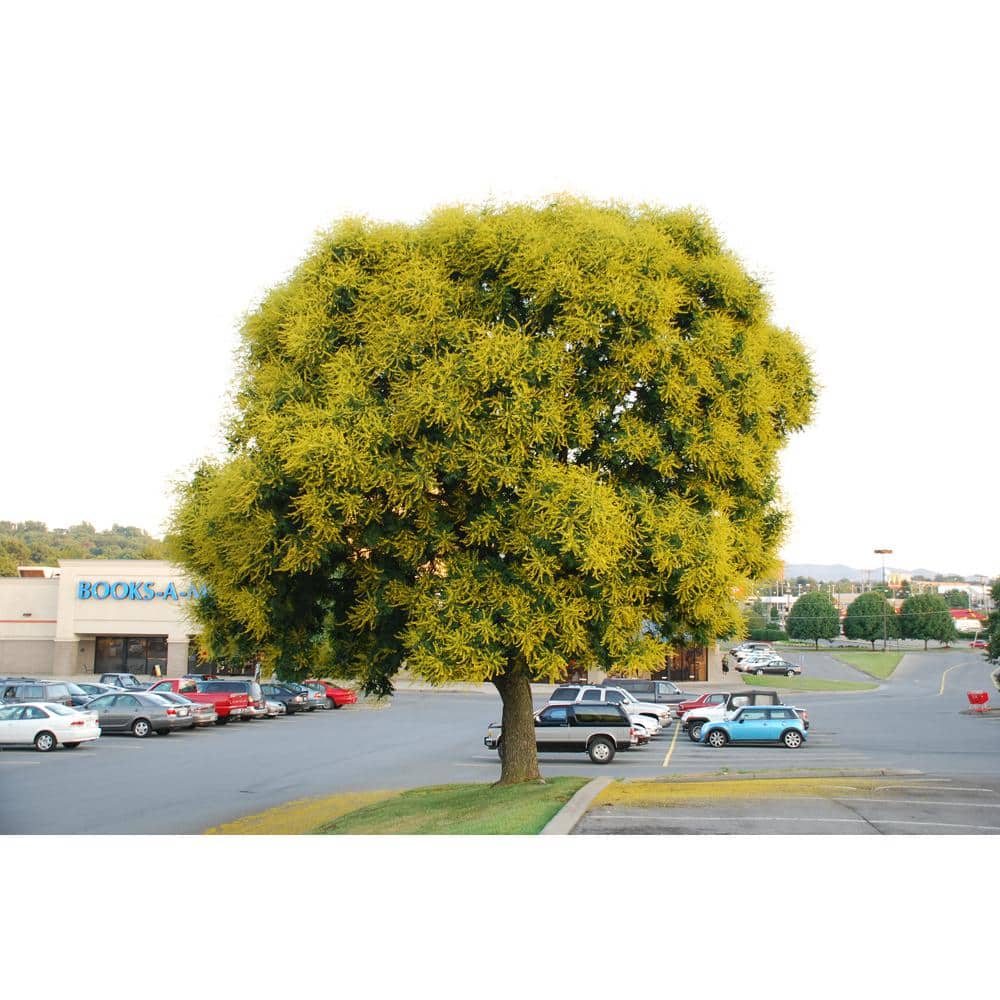 Golden Rain Tree with Yellow Blossoms in 10-Inch Container