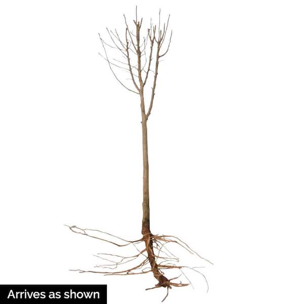 Ardens Althea Hibiscus Tree Live Bare Root Plant with Blue Flowering Tree form Shrub (1-Pack)