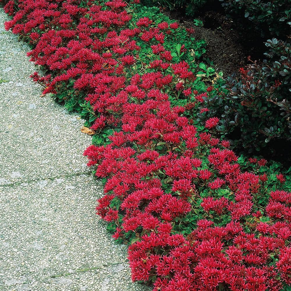 Lilyturf, bronze pin heads, and ungrammatical yucca