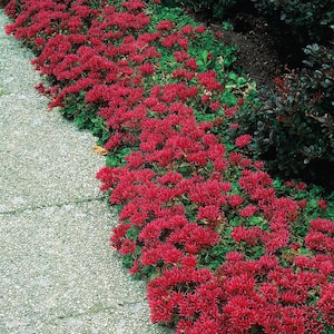 3 in. Pot Fuldaglut Sedum Red Flowering Groundcover Perennial Plant (1-Pack)