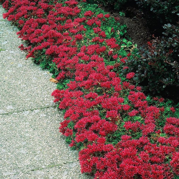 Gurney's 3 in. Pot Fuldaglut Sedum Red Flowering Groundcover Perennial Plant (1-Pack)