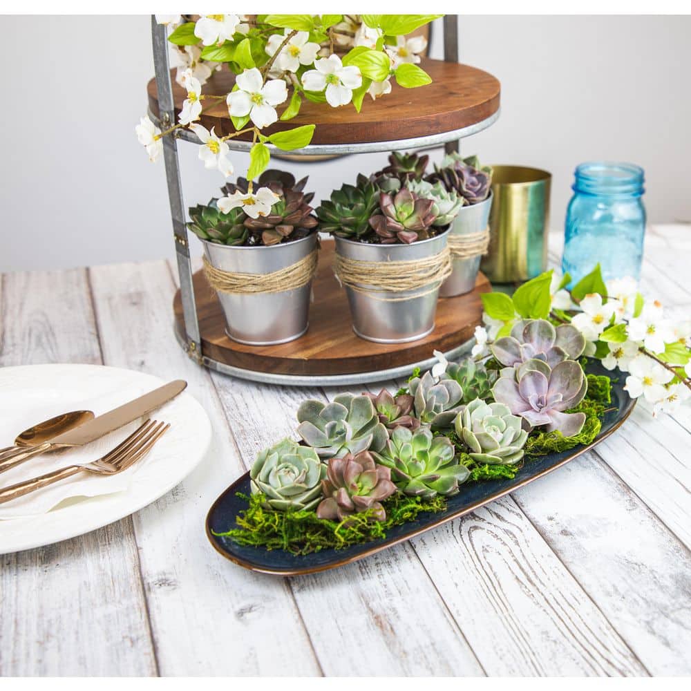 Multicolor Assorted Succulent Variety Pack in Plastic Pots