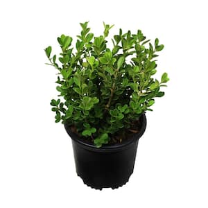 Japanese Boxwood Plant (Buxus Japonica), Fast Growing Evergreen Shrub Plant, 1 Gal. Pot, Privacy Hedge, Easy Care