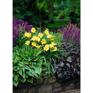 Perennial Collection Roots (4-Pack)