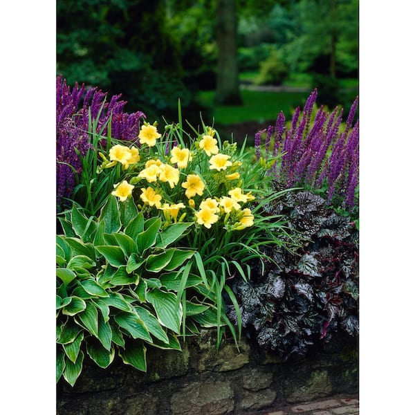 VAN ZYVERDEN Perennial Collection Roots (4-Pack) 833061 - The Home 