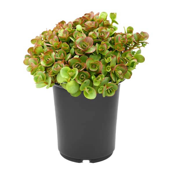 2.5 qt. Sedum Lime Zinger Perennial Plant with Pink Flowers - (2