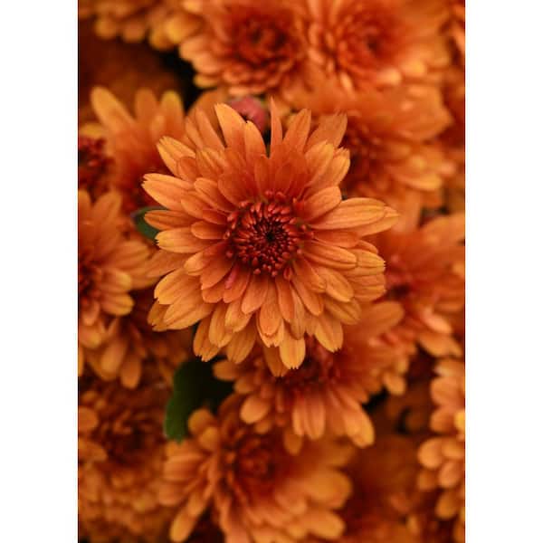Chrysanthemum (Mum) Orange Live Plant in 2.55 qt. Grower's Pot