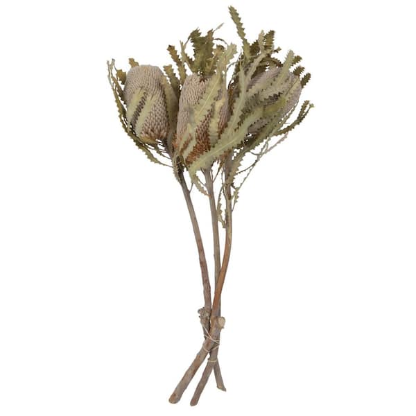 Vickerman 15- 18 in. Green Non- Artificial Preserved Banksia Promote Flower, 3-heads per unit