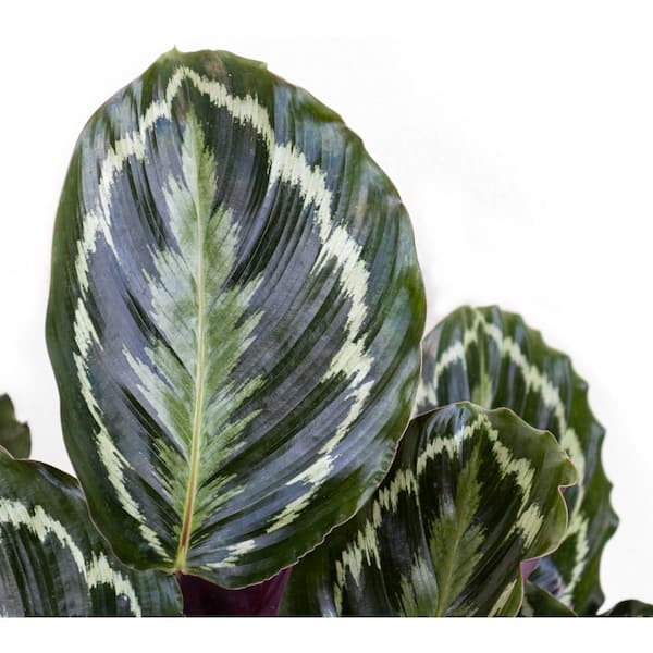 United Nursery Calathea Medallion Live Prayer Plant in 9.25 inch Grower Pot