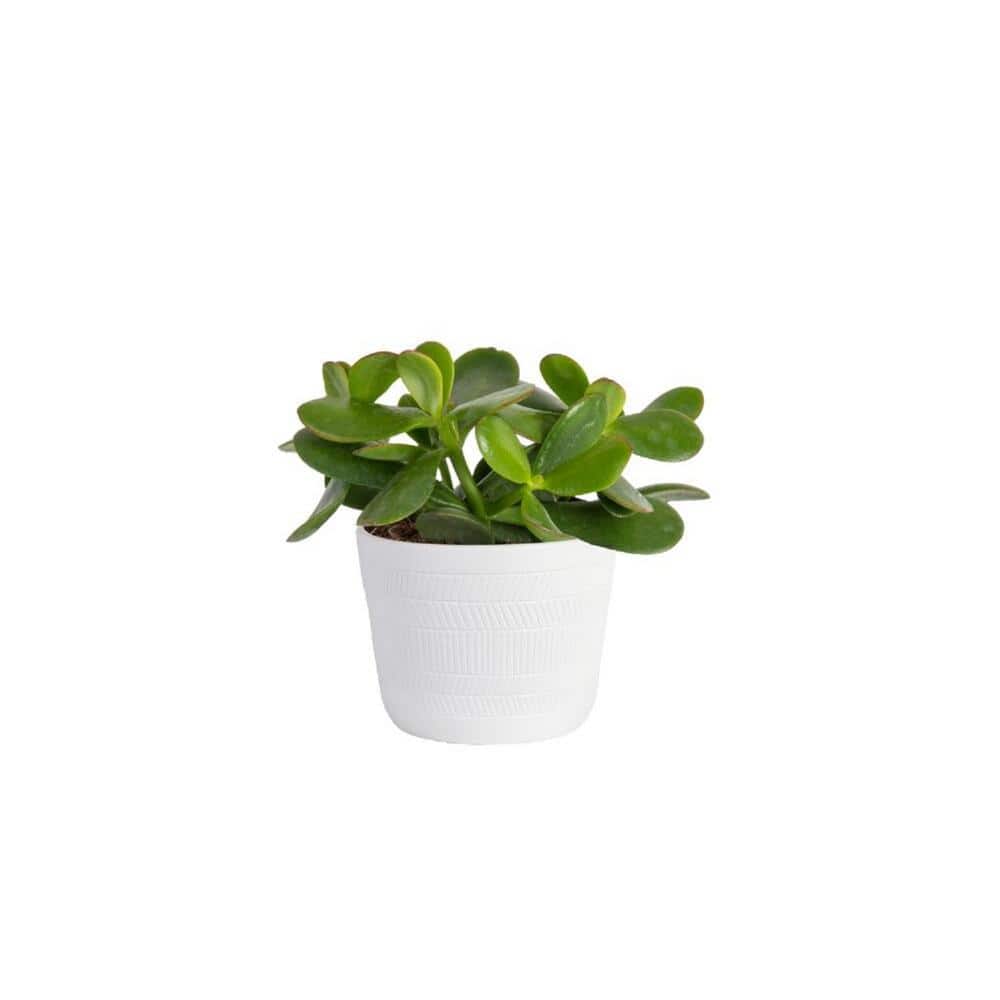 walmart spider plant Spider Plant