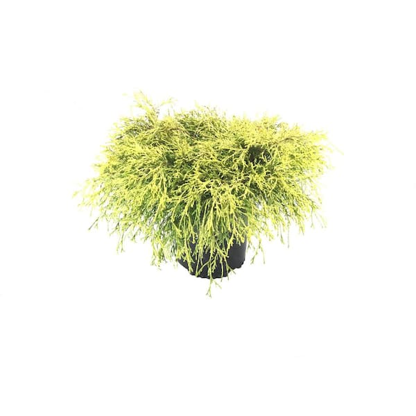 Unbranded Threadleaf False Cypress (Cham. P.F. Mops)