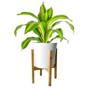 Dracaena Indoor Plant in 10 in. White-Wood Decor Pot, Avg. Shipping Height 2-3 ft. Tall