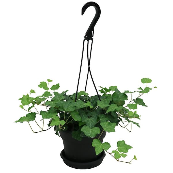 Costa Farms Hedera Ivy in 6 in. Hanging Basket