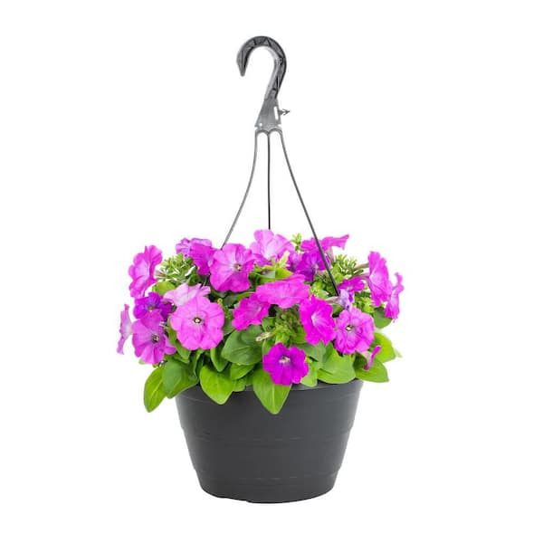 METROLINA GREENHOUSES 1.25 Gal. Pink Petunia Swirl Hanging Basket Annual Plant (1-Pack)