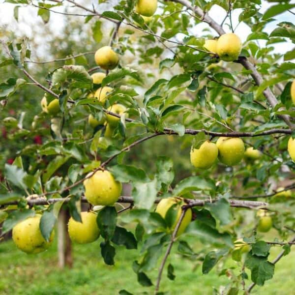 7 gal. Golden Dorsett Semi Dwarf Apple Decidous Tree