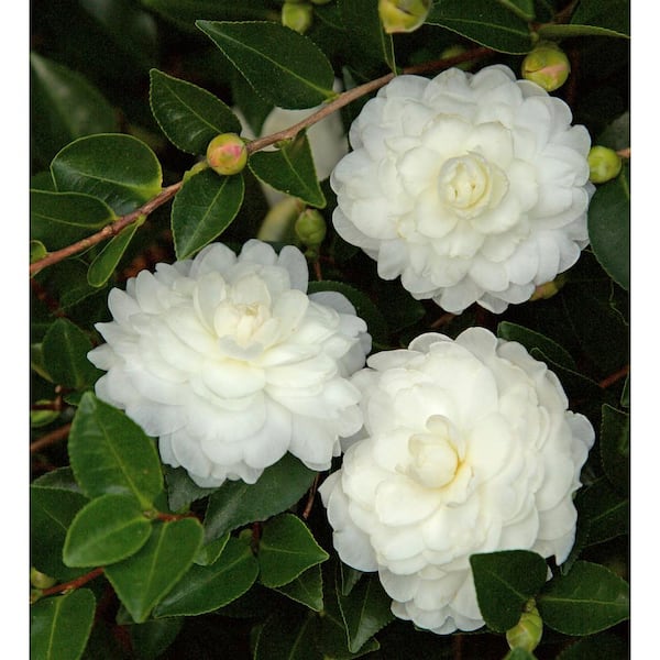 SOUTHERN LIVING 2.5 Qt White Shi Shi Camellia (Camellia Sasanqua) - Evergreen Shrub with White Flowers, Live Plant