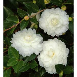 2.5 Qt White Shi Shi Camellia (camellia sasanqua) - Evergreen Shrub with White Flowers, Live Plant