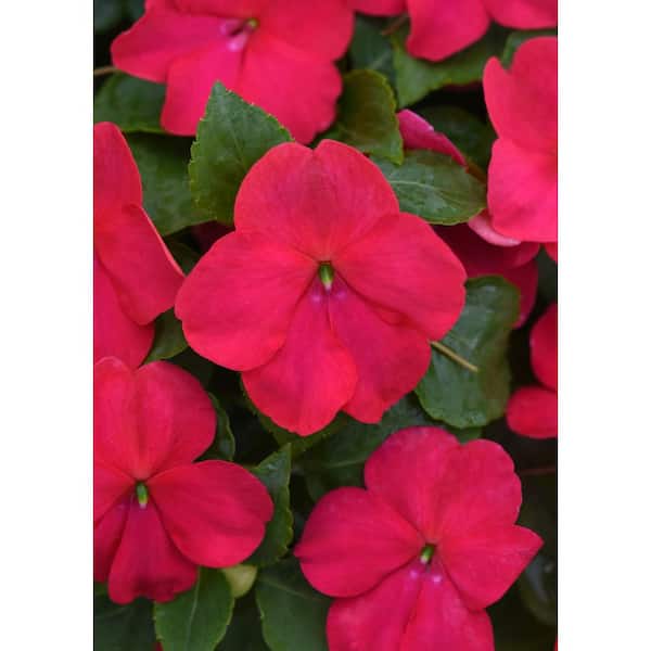 SunPatiens 4.73L. Impatiens Beacon Lipstick Flower in 10 in. Hanging Basket