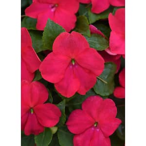 1.38 Pt. Beacon Lipstick Impatiens Outdoor Annual Plant with Hot Red-Pink Flowers in Grower's Pot (4-Pack)