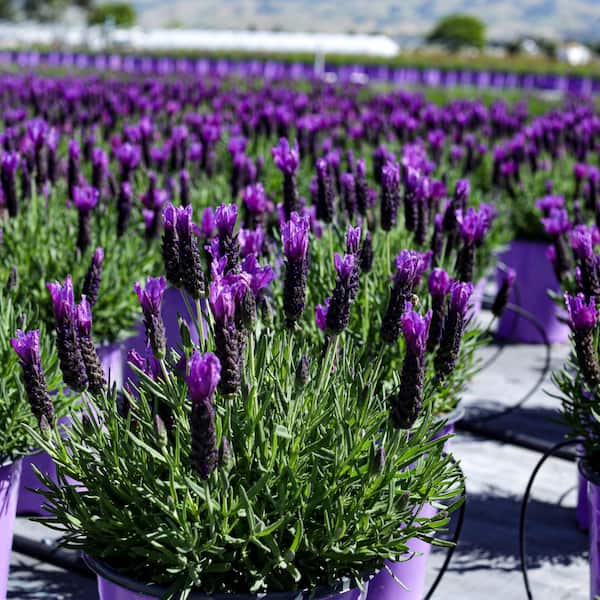 2.5-Qt. #1 Spanish Lavender Plant (2-Pack) LAVNMDPP1-GP2 - The Home Depot