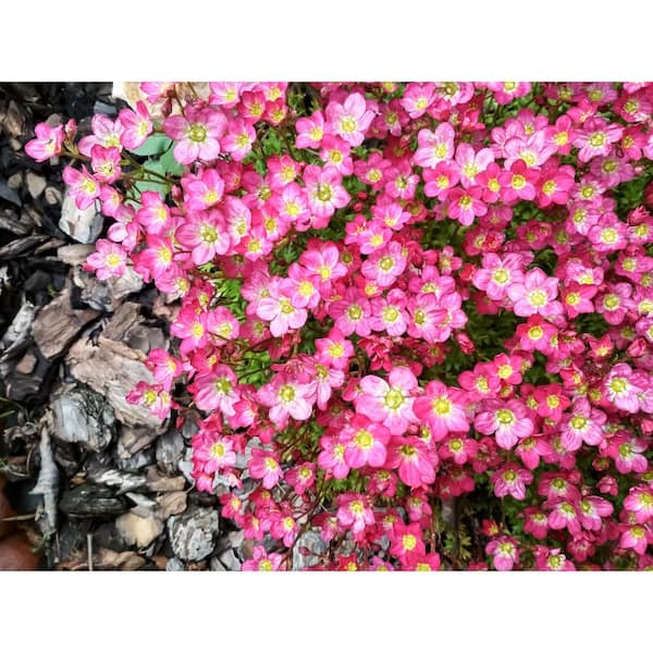 BELL NURSERY 1 qt. Saxifraga Pink Live Perennial Plant 4-Pack