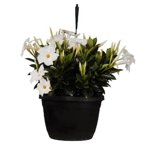 Premium 10 in. Hanging Basket 20 in. to 22 in. Tall Mandevilla White Blooming Flower Live Outdoor Plant