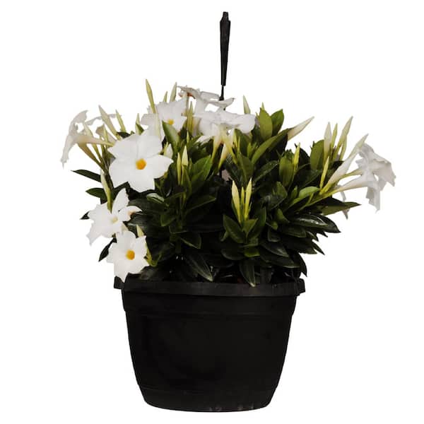 United Nursery Premium 10 in. Hanging Basket 20 in. to 22 in. Tall Mandevilla White Blooming Flower Live Outdoor Plant