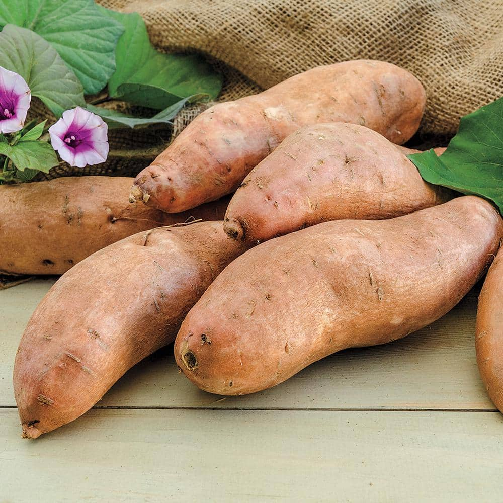 Gurney's Sweet Potato Georgia Jet Bareroot Starter Plants (12-Pack ...