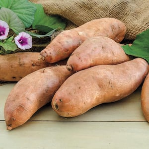 Sweet Potato Georgia Jet Bareroot Plant (12-Pack)