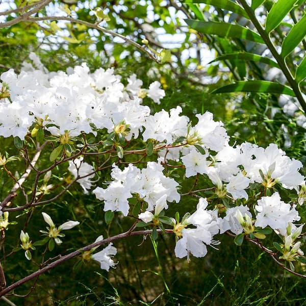 Perfect Plants GG Gerbing Azalea Shrub In 1 Gal. Grower's Pot, Pure White Spring Blooms THD00619 - The Home Depot