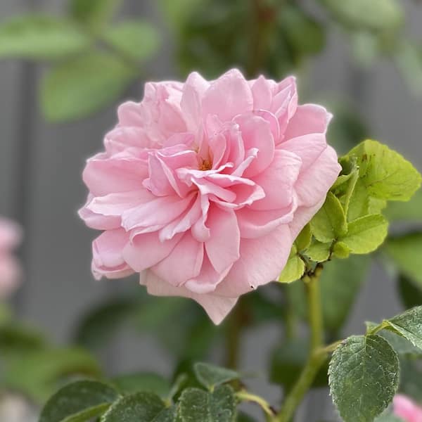 RSV24PNBB 24 PINK ROSES in Beaufort, SC - CAROLINA FLORAL DESIGN