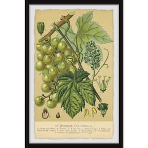 "Common Grape Vine" by Marmont Hill Framed Nature Art Print 45 in. x 30 in.