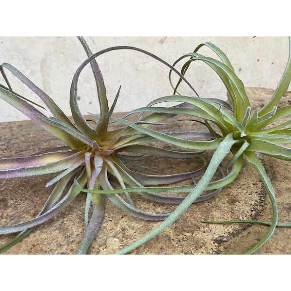 Afoxsos Large Green Real Touch Artificial Air Plants 8 in. 5 in. 3 in. Indoor/Outdoor Tillandsia Plant 5-Pieces