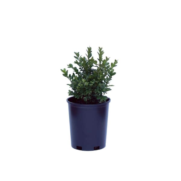 Cottage Gardens 1 Gal. Shrub Buxus Boxwood Green Velvet