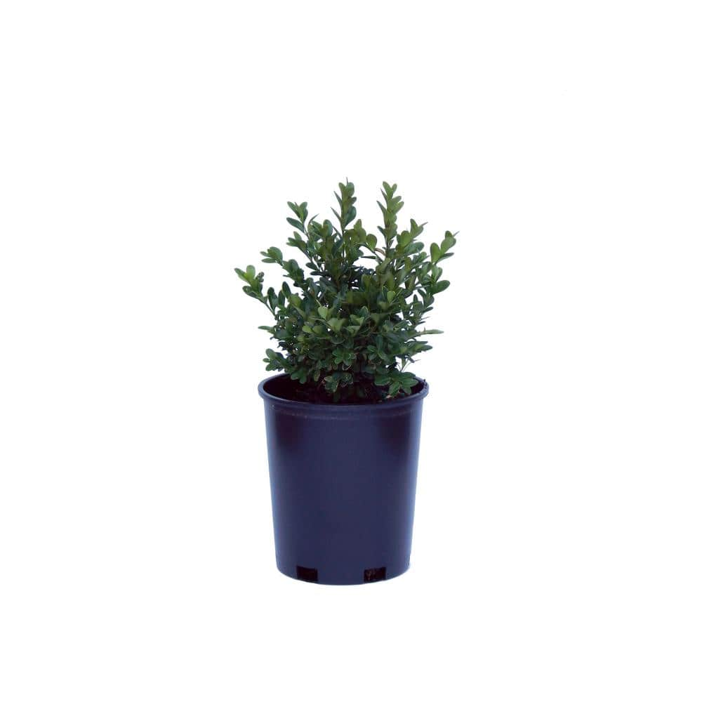 Cottage Gardens 1 Gal. Boxwood Green Velvet Plants Shrubs 13BUX1GVEOL ...