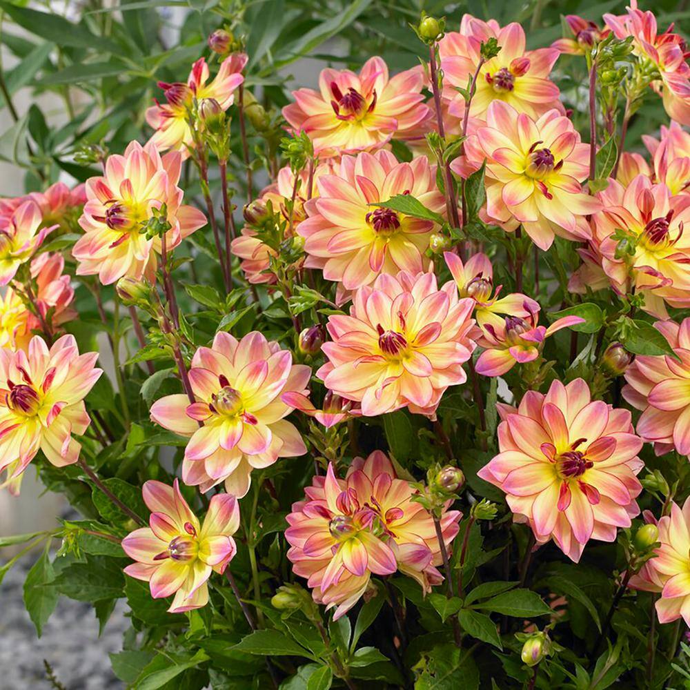Dahlias Pacific Ocean Bulbs (Set of 3) price history on PriceWatchPro